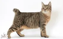 Піксибоб (короткохвостий ельф) короткохвостий