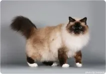 кішка