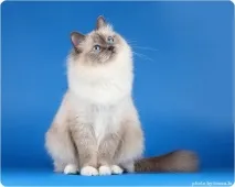 вони