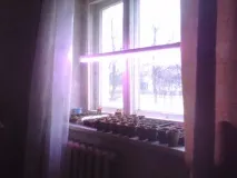 Що робити, якщо розсада кабачків витяглася, Дача Садівника дача