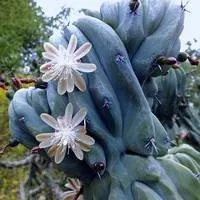 Mammillaria