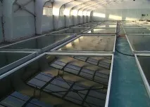 Спіруліна МДУ - Зроблено у нас спіруліна