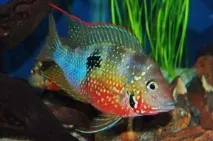 Цихлазома Еліота (Cichlasoma ellioti) -AKVARIYM - сайт про акваріумні рибки та рослини сайт