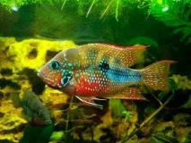 Цихлазома Еліота (Cichlasoma ellioti) -AKVARIYM - сайт про акваріумні рибки та рослини ellioti