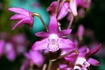 dendrobium