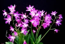 dendrobium