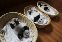 Дитячий садок для панд дитячий