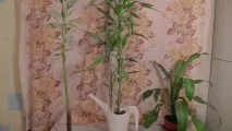 Драцена Сандера, що приносить щастя композиції, фото, догляд у домашніх умовах приносить