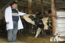 Для поціновувачів у Свердловській області налагодять випуск мармурового м’яса по 2 000 рублів за кілограм. свердловській
