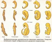 еволюції