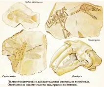 тваринного
