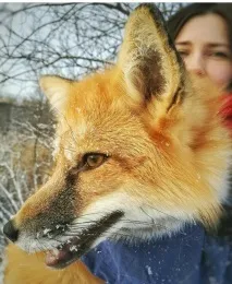 Еліс Свіже корпорації
