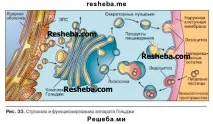 Еукаріотична клітина клітини