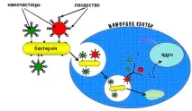 Еритроцити та бактерії - перевізники нанокапсул з ліками бактерії