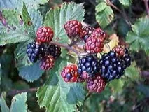 Ожина сиза - Rubus fruticosus L сиза