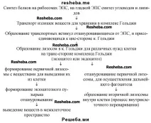 Еукаріотична клітина еукаріотична