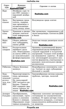 Еукаріотична клітина еукаріотична