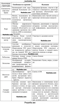 Еукаріотична клітина еукаріотична