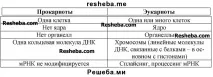 Еукаріотична клітина клітини