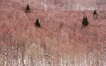 Фотограф Дар’я Булавіна розповіла про свої традиційні фототури до Німеччини фотограф