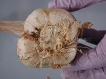 Фузаріоз часнику часнику
