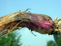 Фузаріоз часнику фузаріоз
