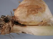 Фузаріоз часнику фузаріоз