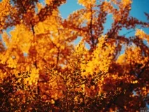 Фотограф Дар’я Булавіна розповіла про свої традиційні фототури до Німеччини розповіла