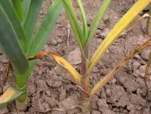 Фузаріоз часнику фузаріоз
