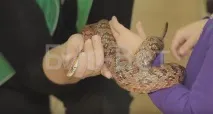 Герпетолог - Хвороби та лікування рептилій хвороби