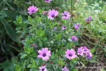 Gardening, Остеоспермум посадка та догляд остеоспермум