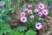 Gardening, Остеоспермум посадка та догляд остеоспермум