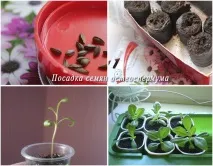 Gardening, Остеоспермум посадка та догляд догляд