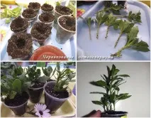 Gardening, Остеоспермум посадка та догляд остеоспермум