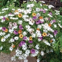 Gardening, Остеоспермум посадка та догляд gardening