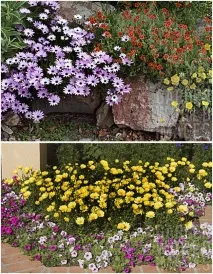 Gardening, Остеоспермум посадка та догляд остеоспермум