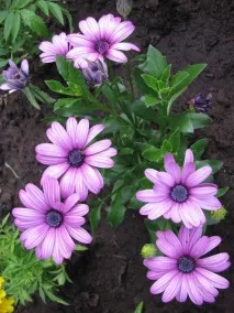 Gardening, Остеоспермум посадка та догляд посадка