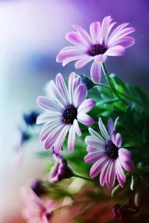 Gardening, Остеоспермум посадка та догляд gardening