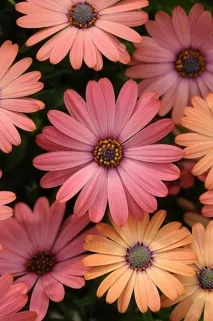 Gardening, Остеоспермум посадка та догляд gardening