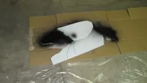Гусячі профілю гусей