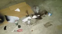 Гусячі профілю гусей