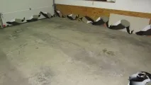 Гусячі профілю профілю