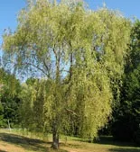 Верба опис з фото, габітус років