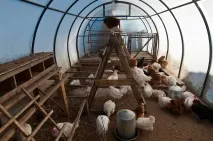 Як облаштувати курник у теплиці теплиці