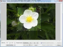 Як обрізати зображення у безкоштовному редакторі FastStone Image Viewer редакторі