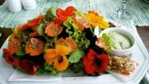 Як приготувати каперси з насіння можна