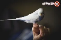 долоні