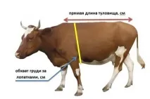 Як дізнатися вагу корови, теляти без ваг Таблиця вимірів дізнатися
