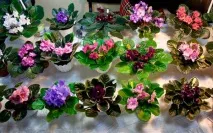Як виростити фіалку з листочка правила посадки та вкорінення вкорінення