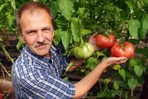 Як виростити помідори в бочці бочки